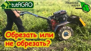 КАРТОФЕЛЬ ПЕРЕД УБОРКОЙ: обрезать ли ботву у картофеля? Что дает обрезка ботвы? Что вместо обрезки?