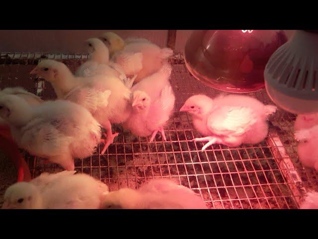 Цыплята Кобб 500 Утренний эфир 11 дня Колобки толстеют смотреть онлайн