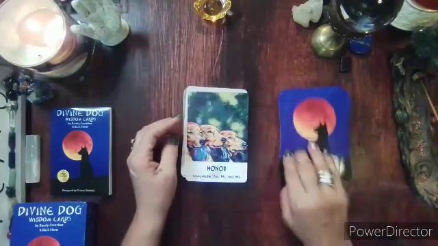 ??? Unboxing of the DIVINE DOG WISDOM CARDS Oracle Deck by Randy Crutcher & Barb Horn☪️?? смотреть онлайн