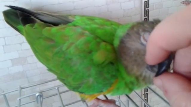 Сенегальский попугай Гриня смотреть онлайн