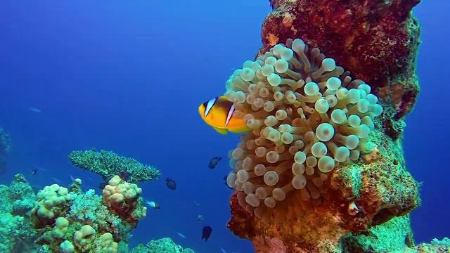 Расслабляющая музыка успокаивает ваши нервы ?музыка для снятия стресса, тревоги и депрессии смотреть онлайн