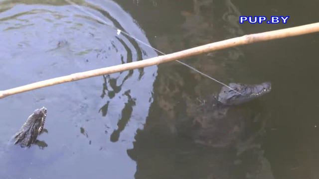 Вьетнам, крокодил на удочку смотреть онлайн