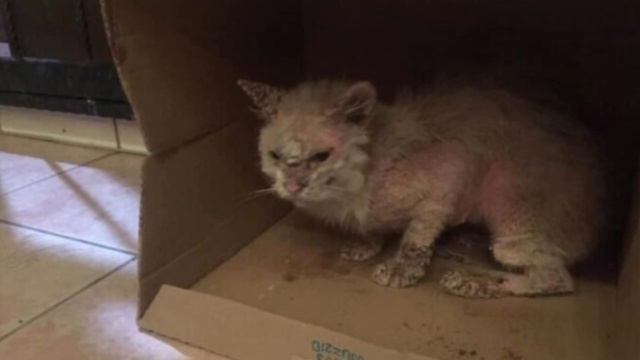 Бедную, облезшую кошку ждала смерть, но ей спасли! смотреть онлайн