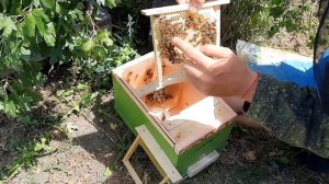 Вывод маток для своих нужд? #пасека #пчела #пчеловодство #выводматок