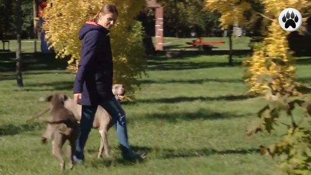 ВЕЙМАРАНЕР. Плюсы и минусы породы WEIMARANER смотреть онлайн