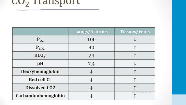 Pulmonary - 1. Embryology, Anatomy And Physiology - 8.Carbon Dioxide Atf