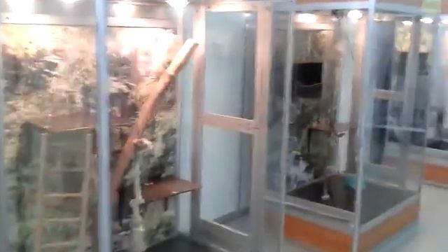 Тропические животные и птицы в Тюмени