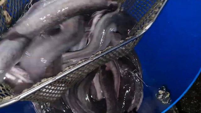 Африканский сом в Подмосковье - Эксклюзивная рыбалка клуб Ихтиолог смотреть онлайн