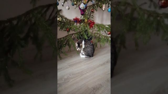 Что за дерево такое 😂🤗🐈 смотреть онлайн
