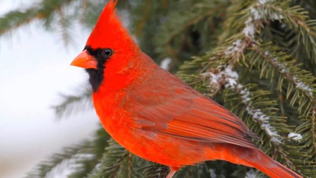 Это лучшая музыка для души! Сергей Чекалин! Послушайте…