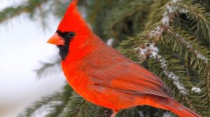 Это лучшая музыка для души! Сергей Чекалин! Послушайте…