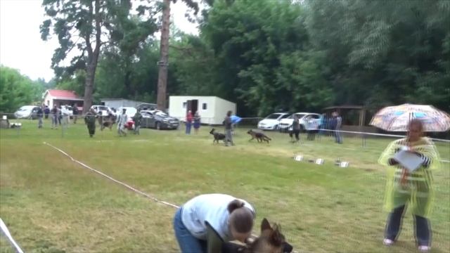 Первая выставка кинга, выставка немецких овчарок! смотреть онлайн