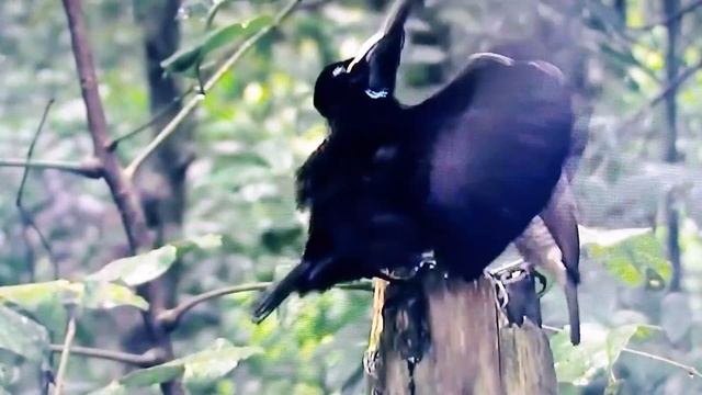 Забавные брачные танцы птиц . Видео смотреть онлайн