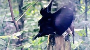 Забавные брачные танцы  птиц . Видео