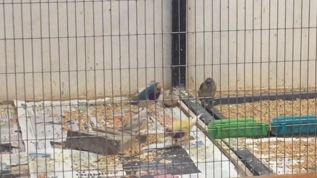 Клетка для Амадины Гульда,птенцы ,новые пары. смотреть онлайн