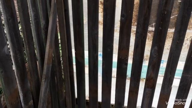 Новости в моем птичнике // индюшка Хайбрид конвертер занеслась