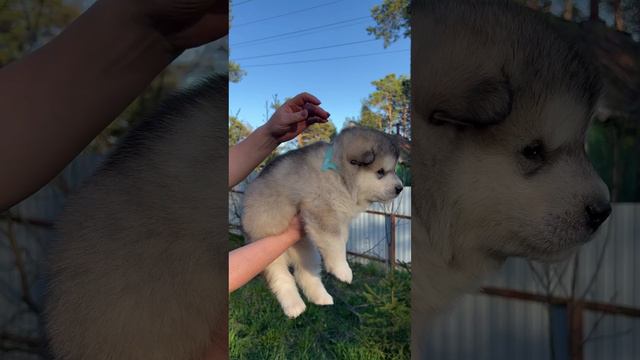 Аляскинский маламут щенок 1 мес