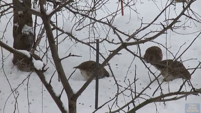 Куропатки на даче. смотреть онлайн