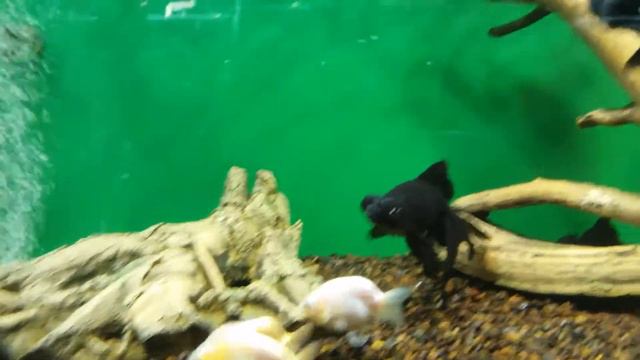 ТЦ АЙСБЕРГ В ПЕРМИ смотреть онлайн