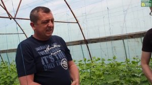 Михаил Геннадьевич, основные моменты в кормлении огурца