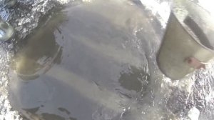 КАК ЛОВИТЬ ДОБЫТЬ НАМЫТЬ МОТЫЛЯ