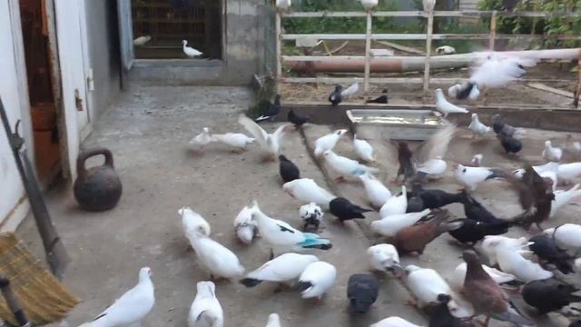#Pigeons.Насморк у голубей.