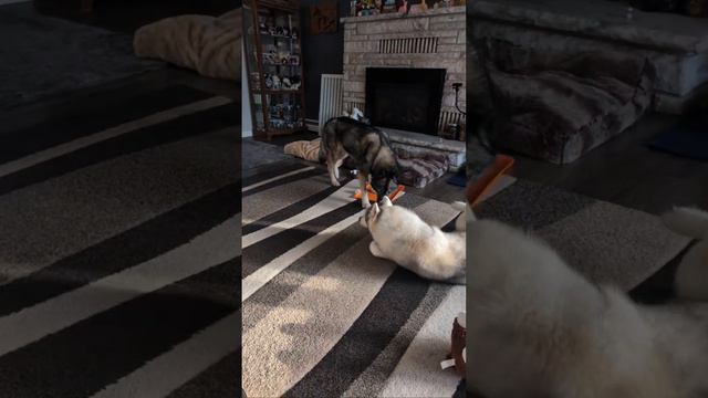 LIVE Siberian Huskies of Snow Dogs Vlogs For Dinner Time! смотреть онлайн