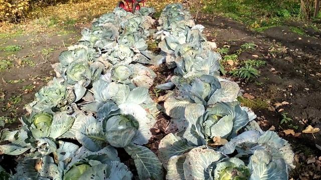 Поздняя капуста - пришло время убрать. Что вырасло без полива и подкормок. смотреть онлайн