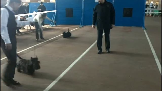 Выставка КСУ г.Николаев 2012 смотреть онлайн