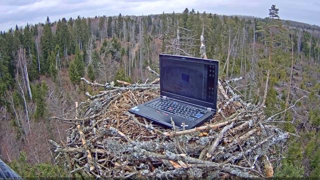 11/04/2019 13:15 Camera improvements are made (Estonia, kalakotkas2) смотреть онлайн