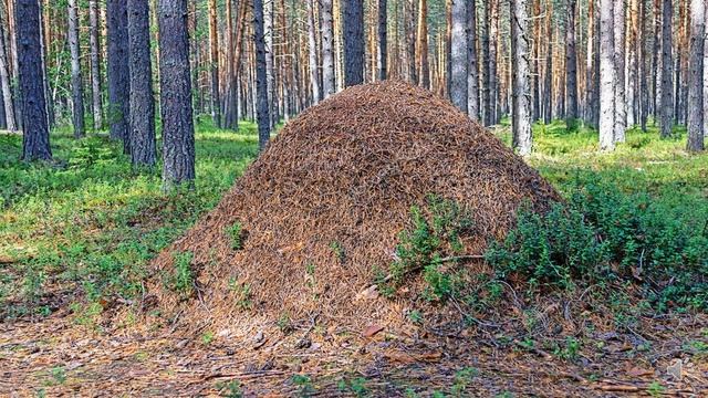 Презентация " Насекомые " смотреть онлайн