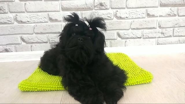 Русская цветная болонка, ABIGAIL from Lovely Guys, 5 м. смотреть онлайн