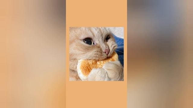 крутые обои с милыми котами смотреть онлайн