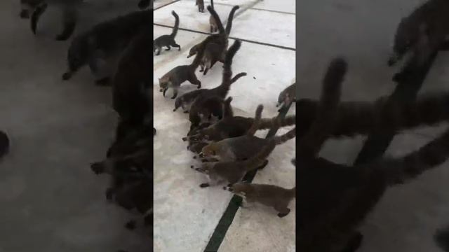 Кинтана Роо смотреть онлайн