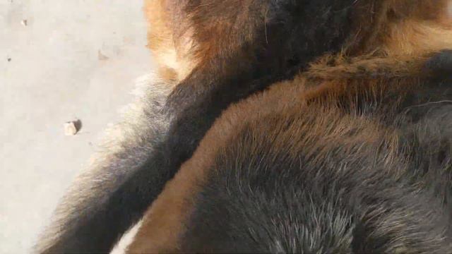 Best dog mating video for beginners! смотреть онлайн