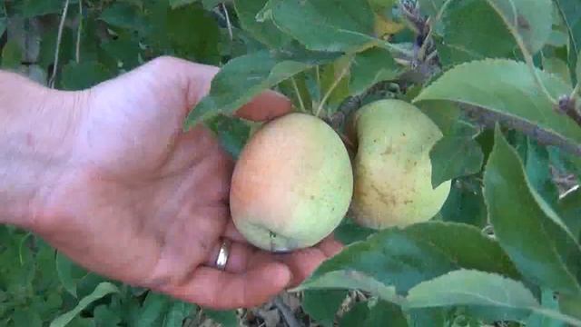 Golden Delicious Apples at Kimmel Orchard смотреть онлайн