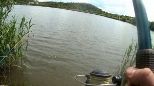 Эльдорадо толстолоба.  Очень много поклевок.  Ловля толстолобика на технопланктон.