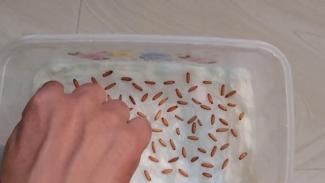 VLOG 152 How to germinate #adenium seeds on #tissue paper #gulkimehek #onlineplantslucknow #arabicu смотреть онлайн
