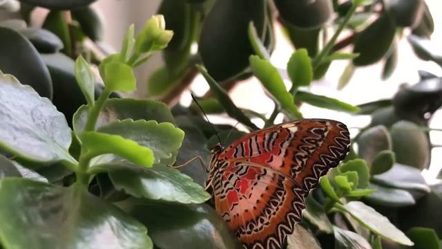 Цетозия Библис (Cethosia Biblis) смотреть онлайн