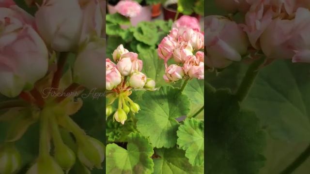 'Fischers Appleblossom' #гераньцветет смотреть онлайн