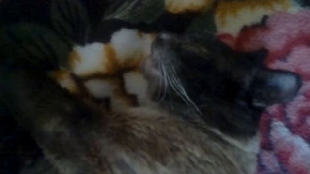 Кот храпит во сне. Концовка жжет)) Приколы с животными. Смешное видео. Funny video смотреть онлайн