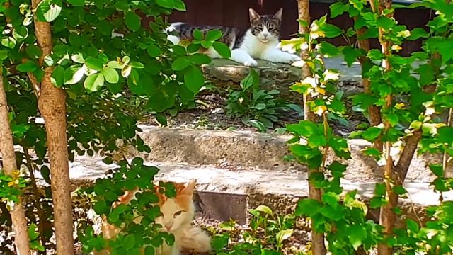 Кажется мне дорогу перебежали 13 черных кошек с пустыми ведрами и у них из жопы сыпалась соль. смотреть онлайн