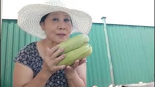 Как я собираю урожай и что потом получается! Кабачковая неделя!