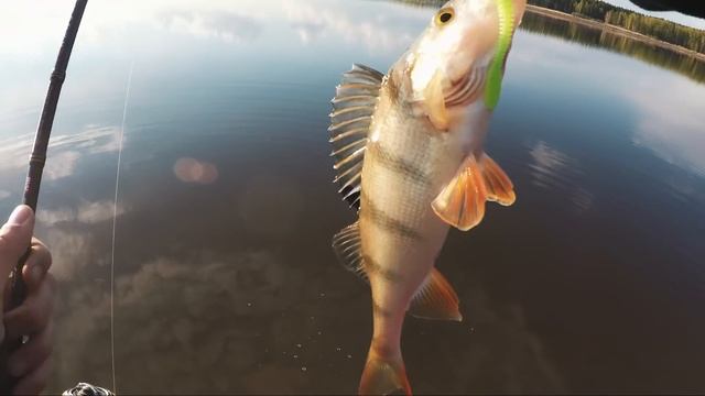 Ловим щуку, судака и окуня. Микроджиг на малой реке | Рыбалка с Fishingsib смотреть онлайн