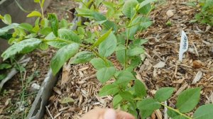 Каких пород деревьев можно использовать щепу для мульчи ?