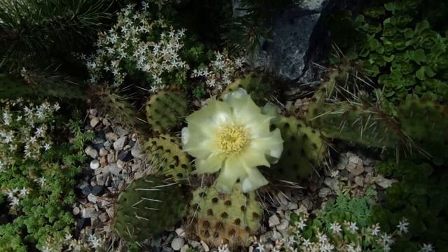 Опунция Phaeacantha Var сamanchica светлая форма