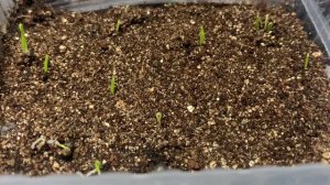 Как взошли семена лука через 6 дней. #рассада #лук #хантымансийск