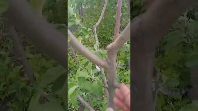 Груша зацвела через 7 лет. смотреть онлайн