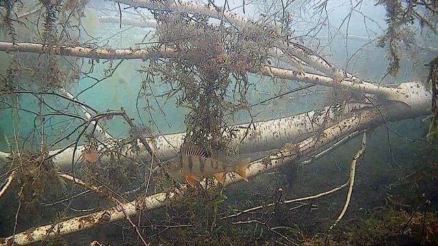 итог окуня смотреть онлайн