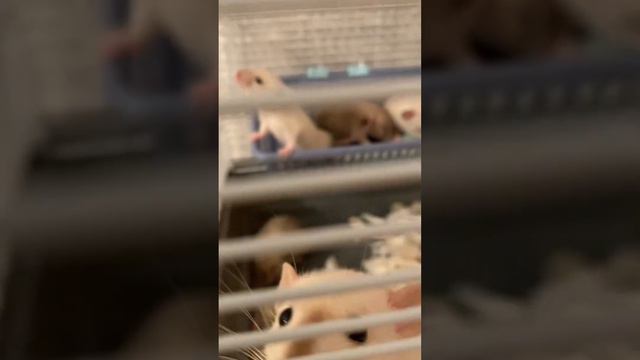 Видео для Avito.ru Крысята Дамбо смотреть онлайн